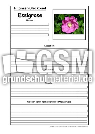 Pflanzensteckbrief-Essigrose.pdf